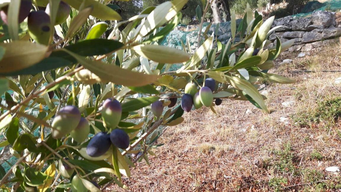 The Olive Grove House Villa Kassiopi Dış mekan fotoğraf